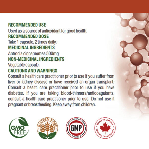 Antrodia Cinnamonea Capsules - Image 7