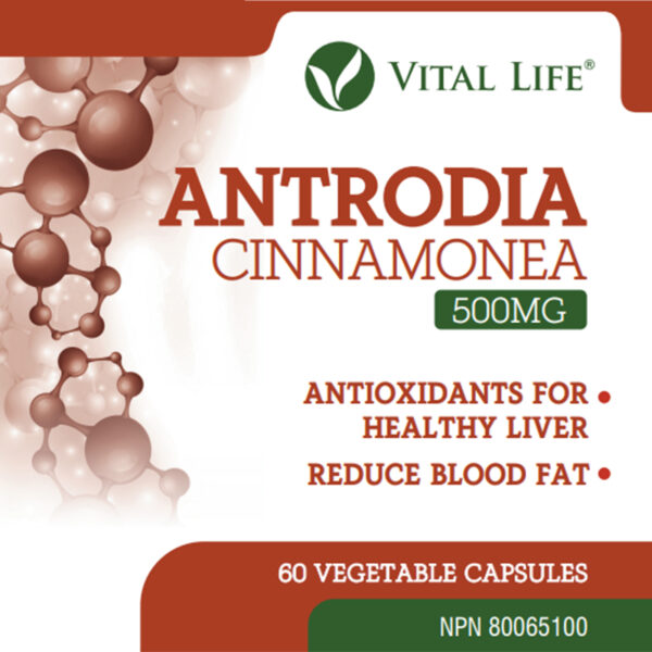 Antrodia Cinnamonea Capsules - Image 6