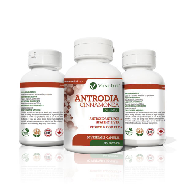 Antrodia Cinnamonea Capsules - Image 4