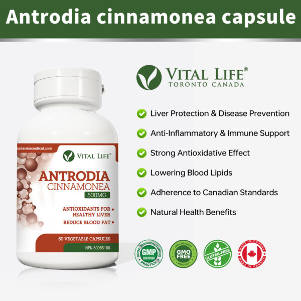 Antrodia Cinnamonea Capsules - Image 3