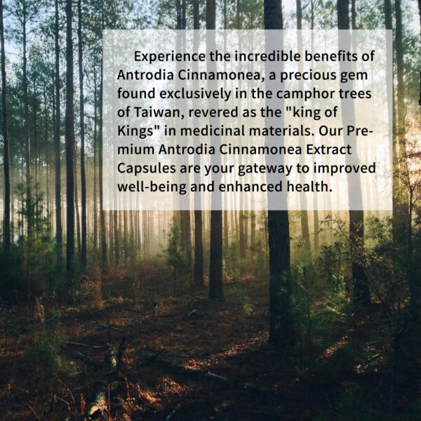 Organic Moringa Capsules - Image 6
