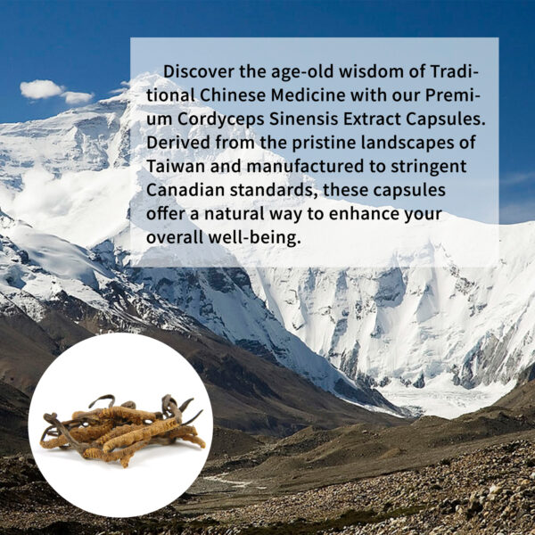 Cordyceps Capsules - Image 9
