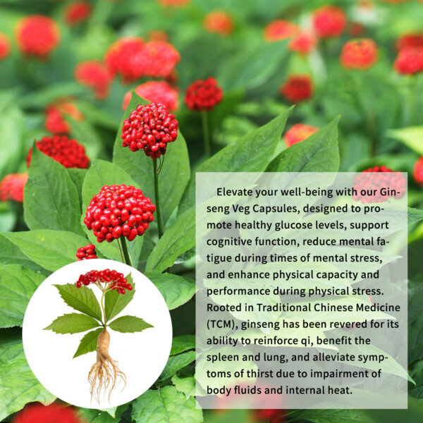 Ginseng Capsules - Image 9